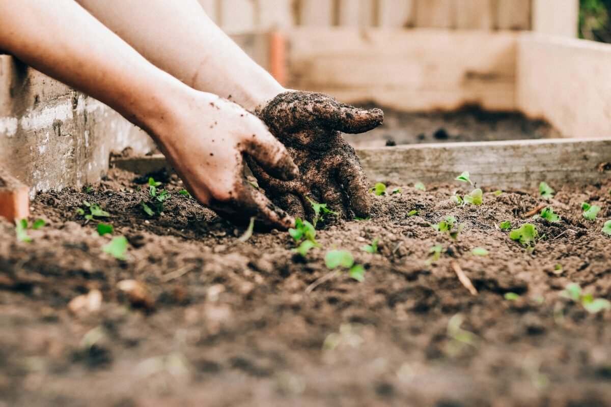 Tuinier die rijen maakt in de grond met een hark