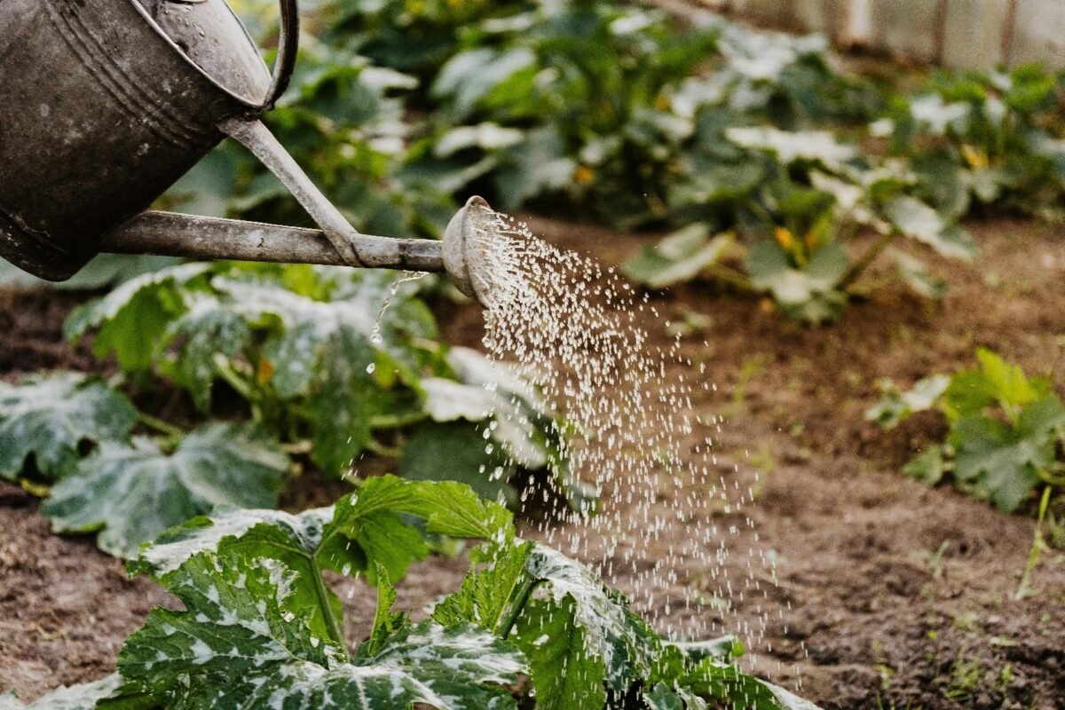 Gieter geeft water aan de gezaaide rijen in de moestuin
