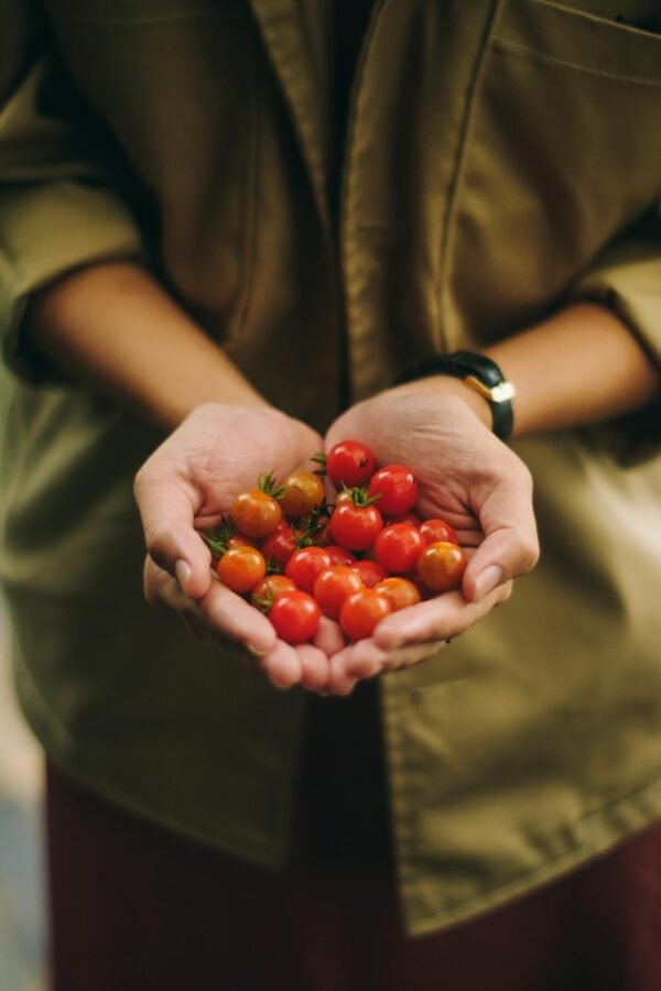 Oogst van verse tomaten, wortelen en sla uit een moestuin