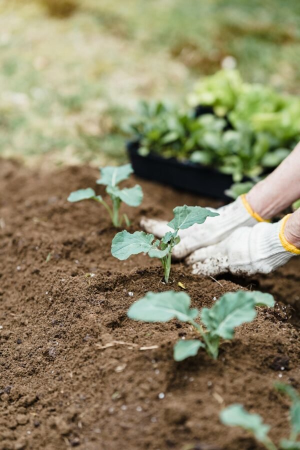 Tuinier bedekt zaden met een dunne laag aarde in de moestuin